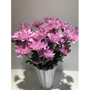 Chr Spray Pink Veronica