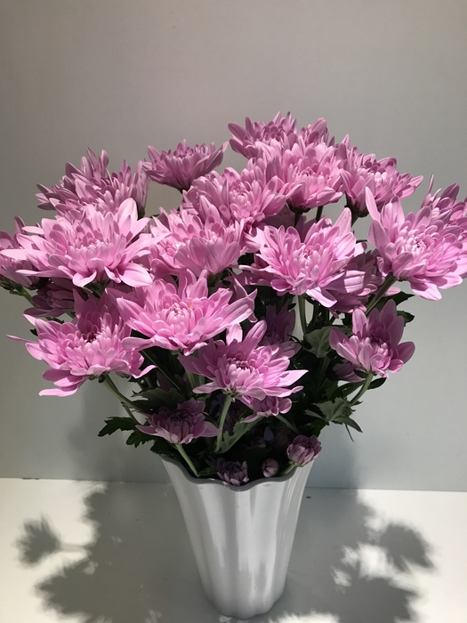 Chr Spray Pink Veronica