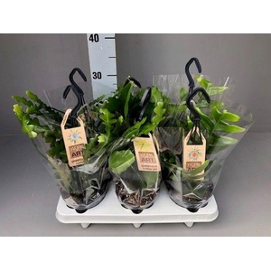 Epiphyllum mix hang 12