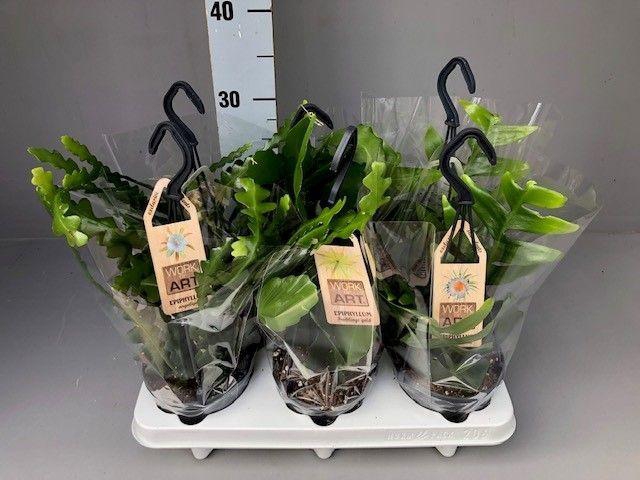 <h4>Epiphyllum mix hang 12</h4>