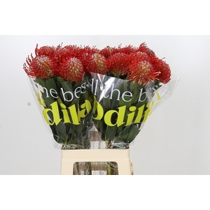Leuco Co Ayoba Red