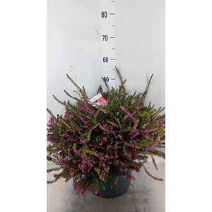 Erica darley. 'Kramer's Rote'