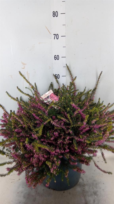 <h4>Erica darley. 'Kramer's Rote'</h4>