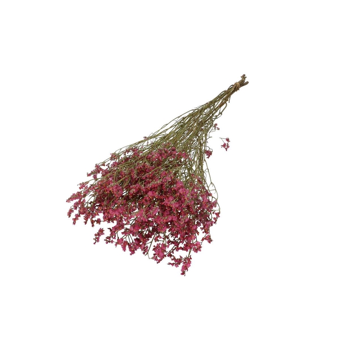 <h4>Droogbloem Limonium Diamond 70cm</h4>