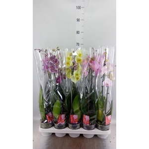 Phalaenopsis   ...mix