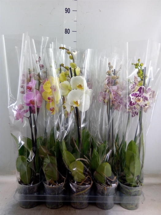 <h4>Phalaenopsis   ...mix  5</h4>