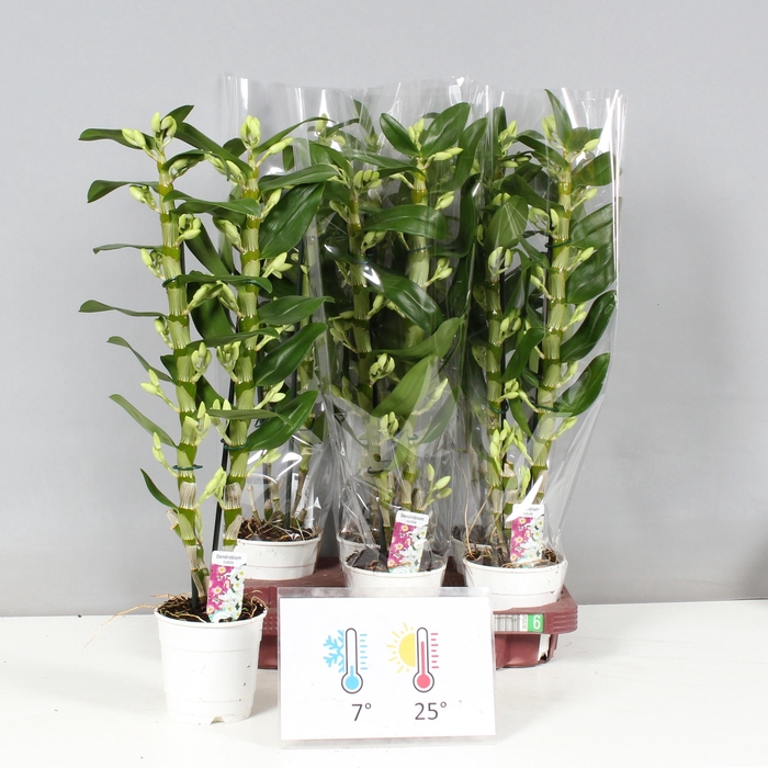 <h4>DENDR N SC APOLLON</h4>