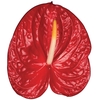 ANTHURIUM FIRE 13/15 045 CM DIAM MIN 13 CM VERMELHO