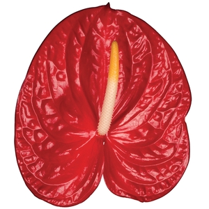 ANTHURIUM FIRE 11/13 040 CM DIAM MIN 11 CM VERMELHO
