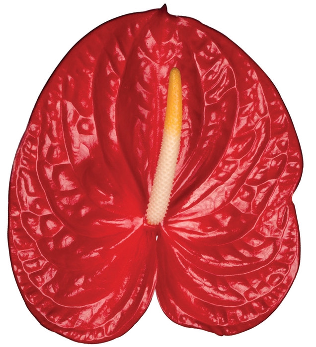 ANTHURIUM FIRE 13/15 045 CM DIAM MIN 13 CM VERMELHO