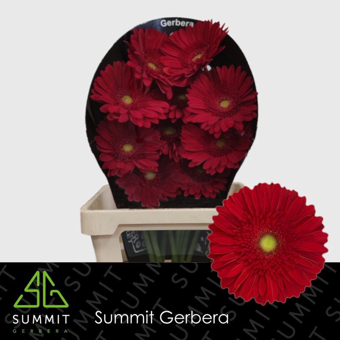 <h4>Gerbera Dinero Flowerracket</h4>