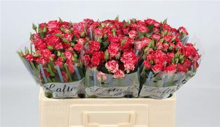 <h4>R Tr Fireworks</h4>