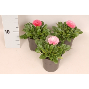 Bellis perennis Bam Bam Rose