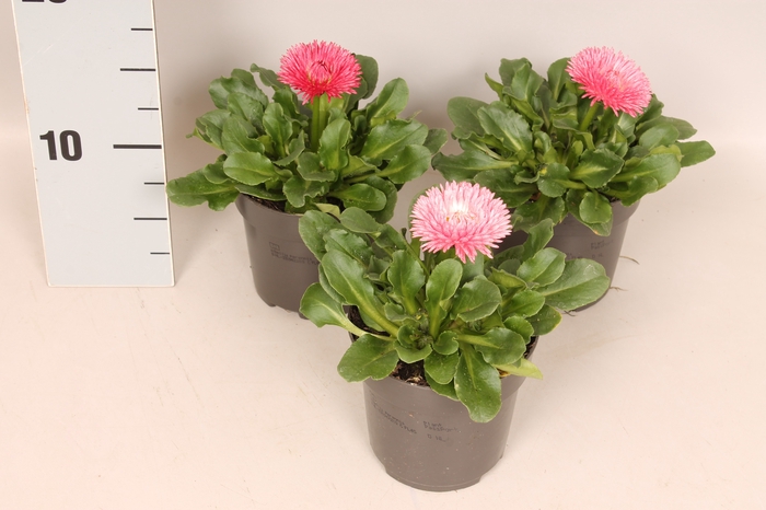 <h4>Bellis perennis Bam Bam Rose</h4>