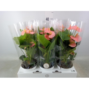 Anthurium andr. 'Spirit'