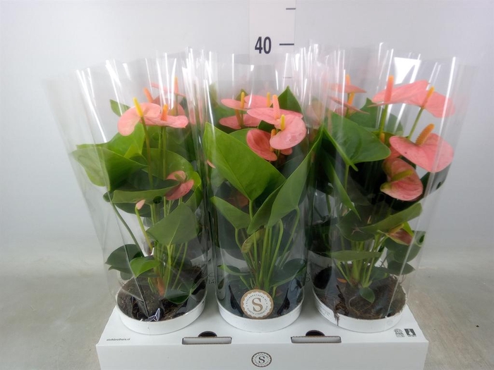 <h4>Anthurium andr. 'Spirit'</h4>