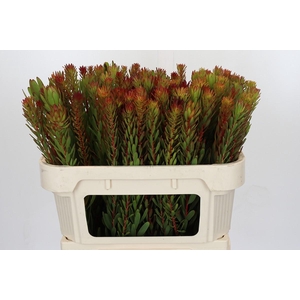 Leucadendron Safari Sunset