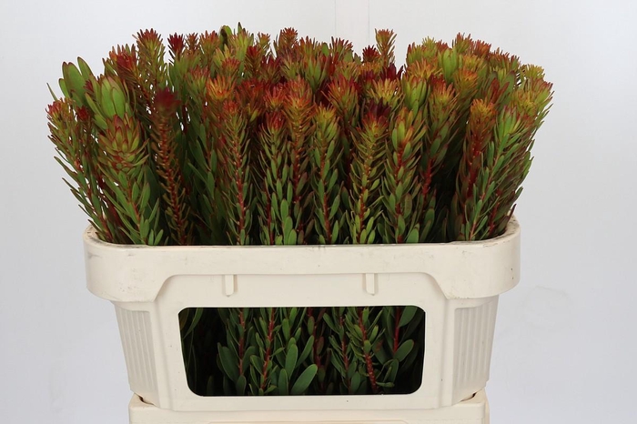 <h4>Leucadendron Safari Sunset</h4>
