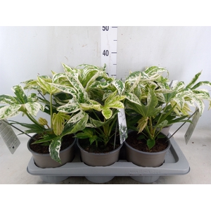 Fatsia japonica 'Variegata'
