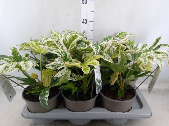 <h4>Fatsia japonica 'Variegata'</h4>