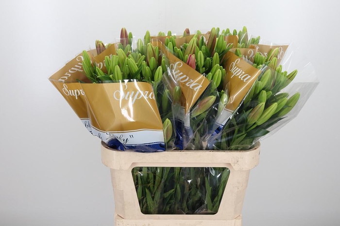 <h4>Li La Scotland</h4>