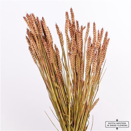 <h4>Dried Triticum Brown Bunch</h4>