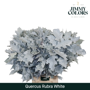 Quercus Rubra L80 Klbh. Wit