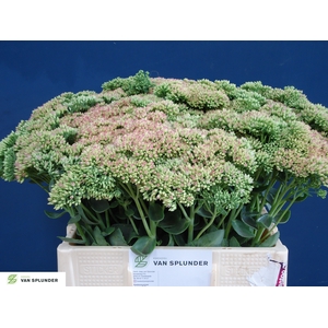 SEDUM HERBSTFREUDE
