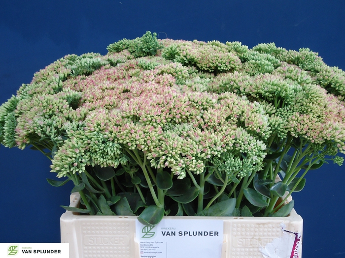 <h4>SEDUM HERBSTFREUDE</h4>