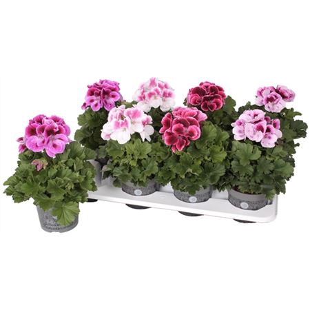 <h4>Pelargonium Bella Donna Gemengd</h4>