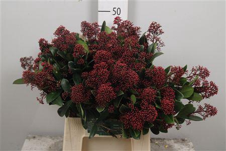 <h4>Skim J Rubella Bs</h4>