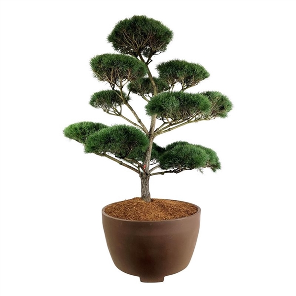 <h4>Pinus sylvestris</h4>