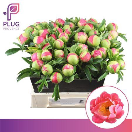 <h4>PAEO CORAL SUNSET</h4>