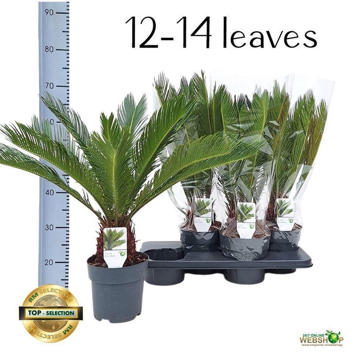 <h4>CYCAS REVOLUTA</h4>
