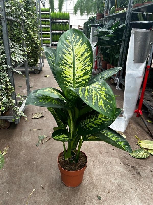 <h4>Dieffenbachia seguine Tropic Snow</h4>