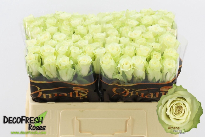 <h4>R Gr Athena</h4>