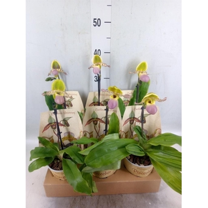 Paphiopedilum   ...multiflower mix