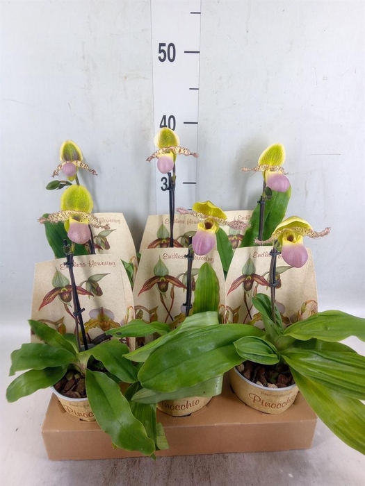 <h4>Paphiopedilum   ...multiflower mix</h4>