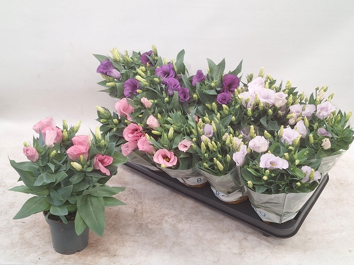 <h4>EUST BOLERO GEM</h4>