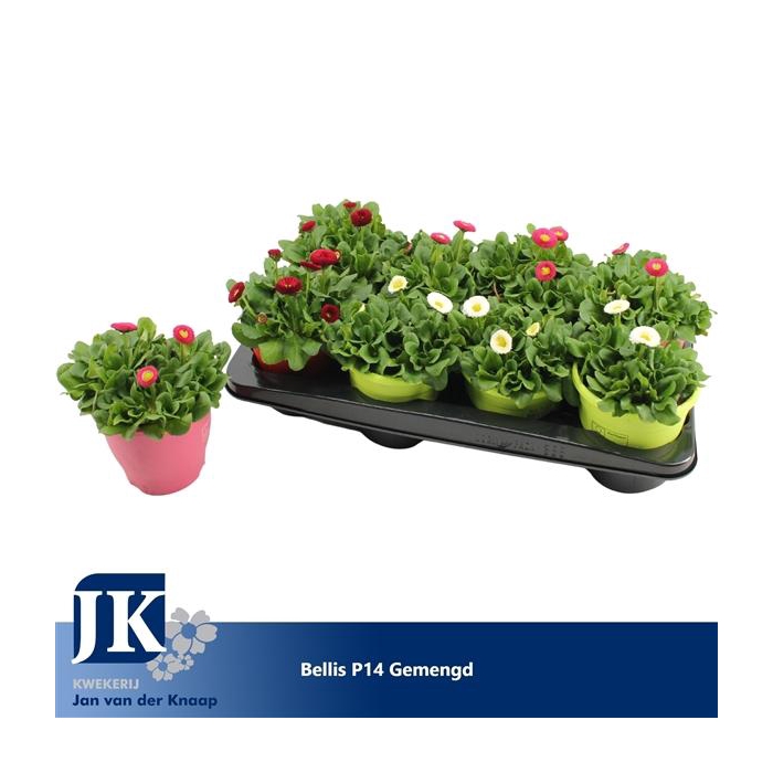 <h4>Bellis p14 TST pot Gemengd in de tray</h4>