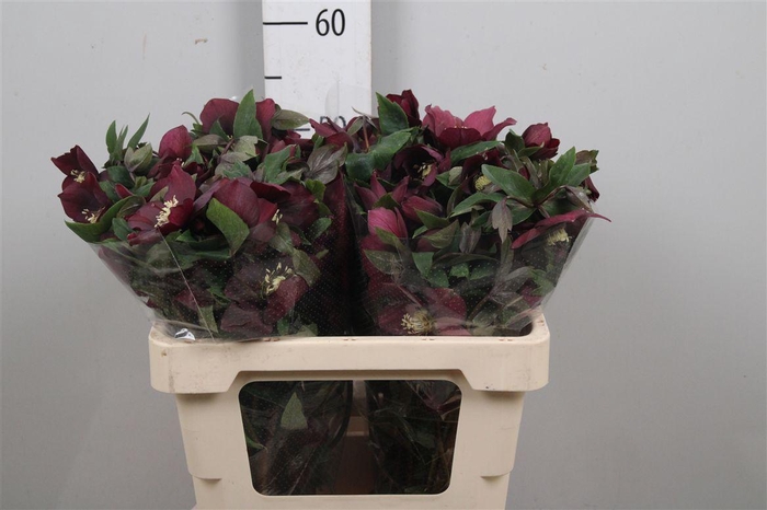 <h4>Hell Or Queens Red</h4>