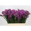 Limonium sinuatum Rosa Sun Birds
