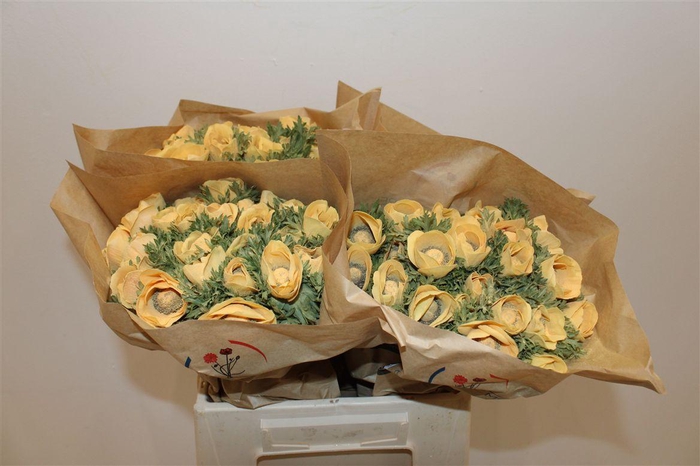 <h4>Anem Marianne Powder Abricot</h4>