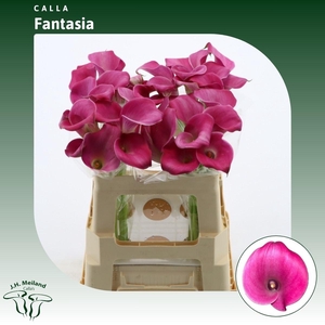 Calla Fantasia