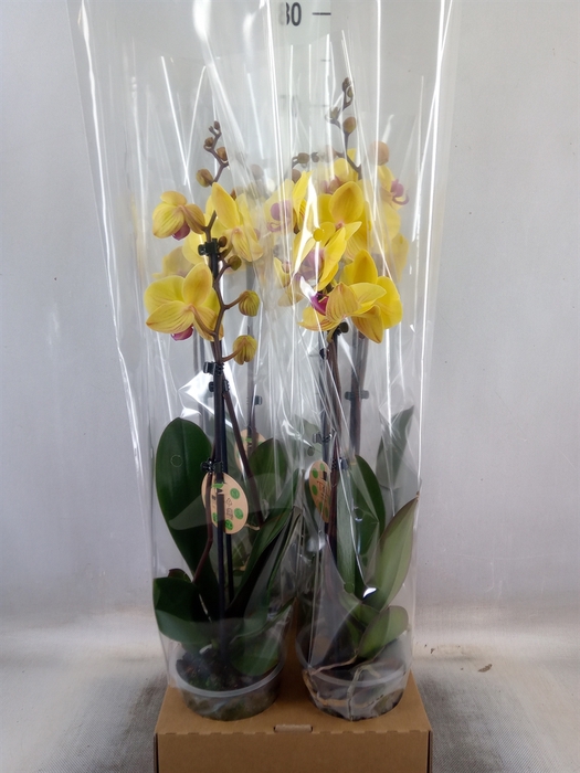 <h4>Phalaenopsis   ...yellow</h4>