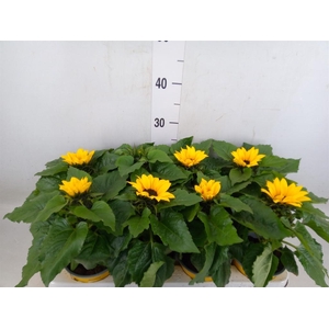 Helianthus an. 'Sunsation'