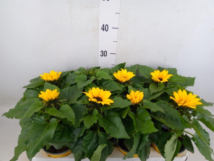 <h4>Helianthus an. 'Sunsation'</h4>