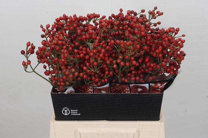 <h4>Rozenbottel Autumn Rosefruits</h4>