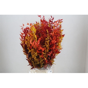 Pres Ruscus Herfst P Bunch