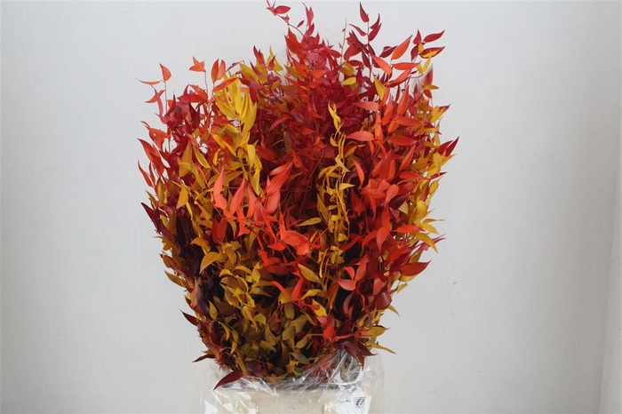 <h4>Pres Ruscus Herfst P Bunch</h4>